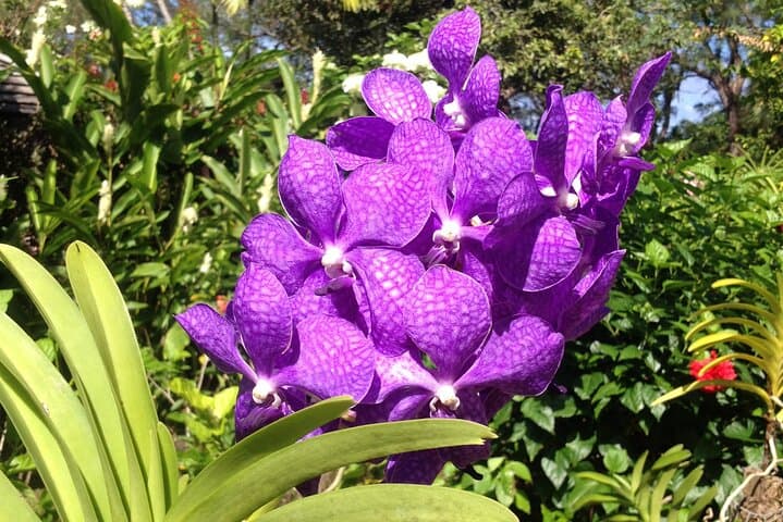 Private Barbados Tours: Custom Half-Day Drives from Bridgetown photo 3