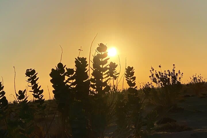 Empty Quarter Overnight: 2-Day Desert Camp, Frankincense & Bedouin Stories from Salalah photo 6