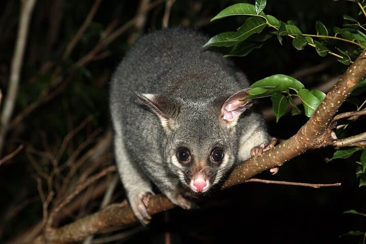 Kangaroo Island After Dark: 4WD Small-Group Night Wildlife Tour photo 3