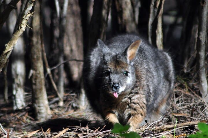 Kangaroo Island After Dark: 4WD Small-Group Night Wildlife Tour photo 5