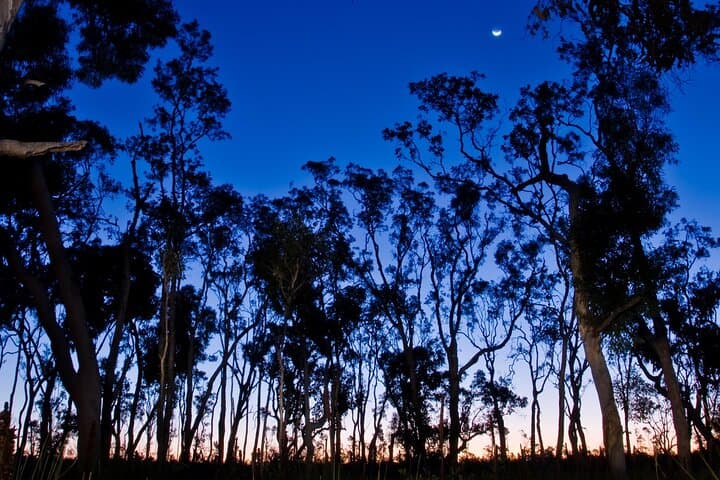 Kangaroo Island After Dark: 4WD Small-Group Night Wildlife Tour photo 6