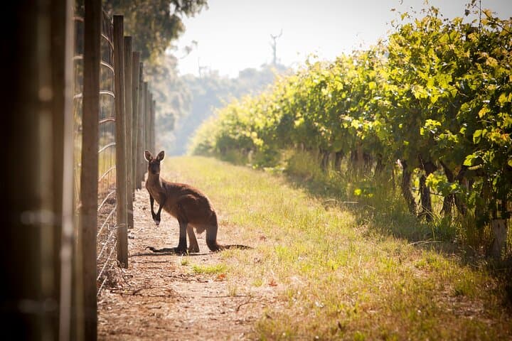Cape Mentelle Behind the Scenes Wine Tour with Food & Wine Pairing — Margaret River Tasting Experience photo 5