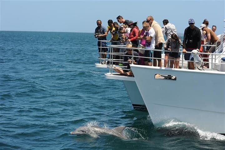 Jervis Bay Dolphin Cruise — Close-Up Bottlenose Dolphin Encounter photo 2
