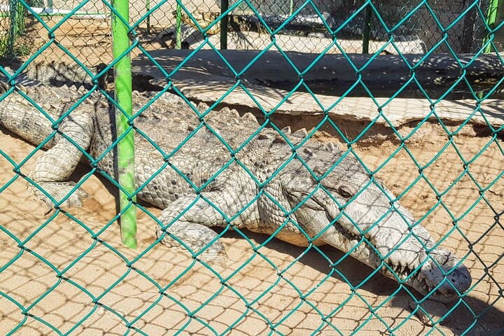 Coyuca Lagoon Boat Ride & Baby Turtle Release — 6‑Hour Acapulco Tour photo 3
