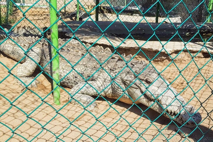 Acapulco Lagoon Boat, Beach Horseback & Turtle Release — Day Tour photo 4