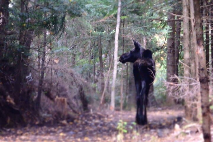 Algonquin Park Group Camping: 2-Day Guided Wilderness Weekend from Toronto photo 6