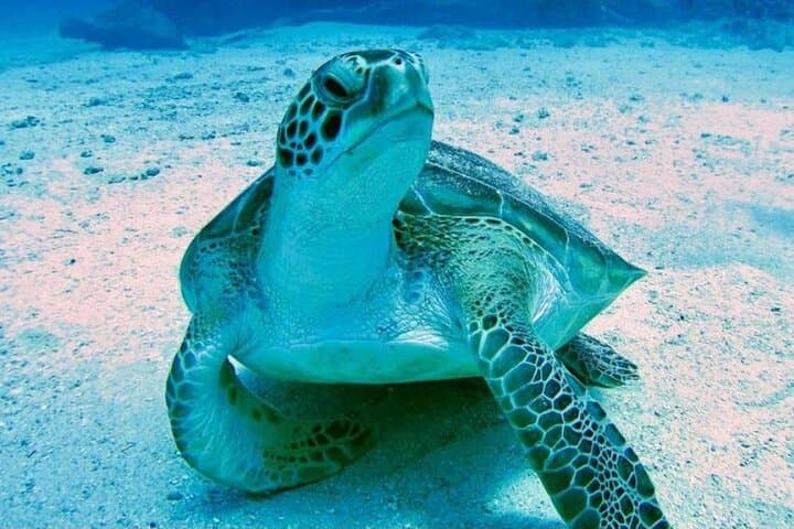 Tropical Catamaran Snorkel & Sail from Simpson Bay — 6-Hour Day Cruise photo 6