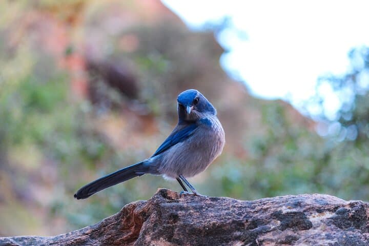 Superstition Mountains Wilderness Hiking Tours from Scottsdale photo 5