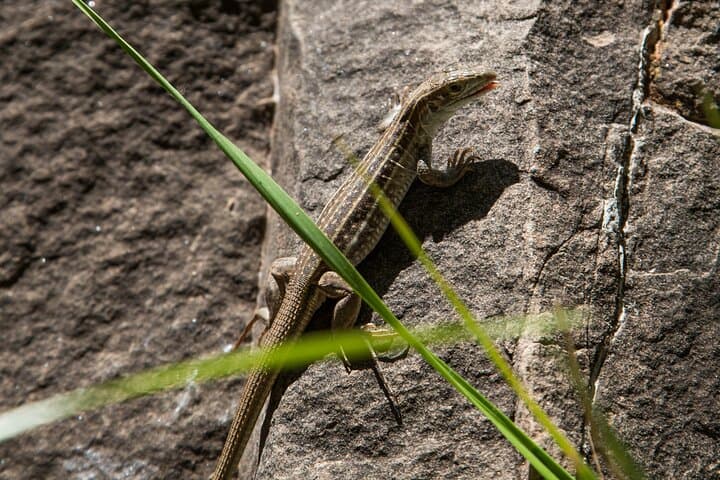 Superstition Mountains Wilderness Hiking Tours from Scottsdale photo 6