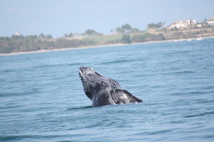 Marietas Islands Whale Watching and Snorkeling from Sayulita photo 3