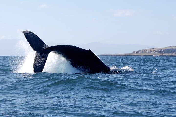 Marietas Islands Whale Watching and Snorkeling from Sayulita photo 2