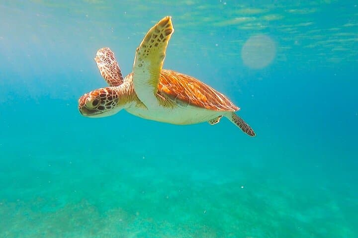 Full-Day Sailing and Snorkel in Virgin Islands National Park from Red Hook photo 5