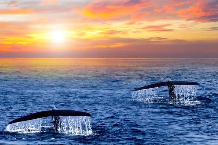 Sunrise Whale Watching in San Jose del Cabo — Small-Group Humpback & Gray Whale Cruise