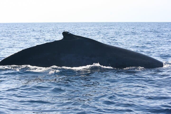 Sunrise Whale Watching in San Jose del Cabo — Small-Group Humpback & Gray Whale Cruise photo 5