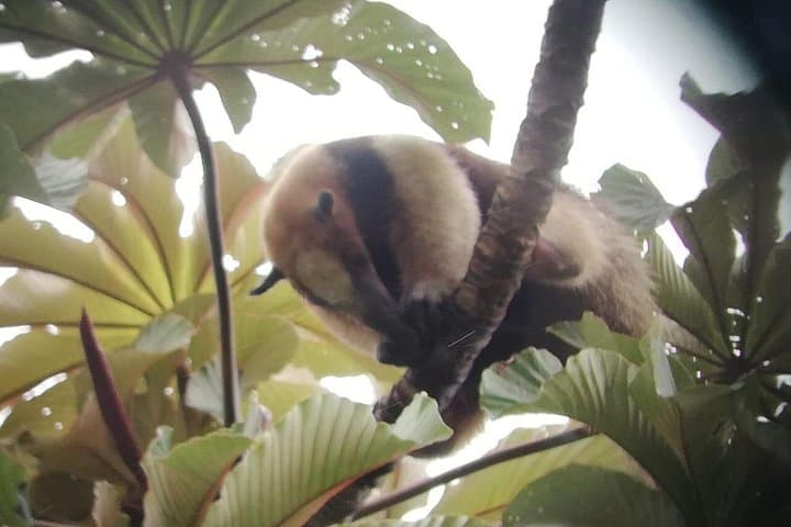 Full-Day Arenal Volcano Experience: Hanging Bridges, La Fortuna Waterfall & Lava Walk photo 3
