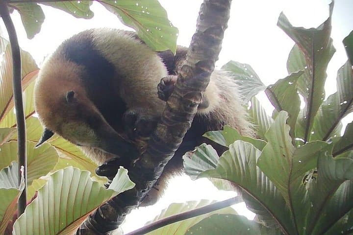 Full-Day Arenal Volcano Experience: Hanging Bridges, La Fortuna Waterfall & Lava Walk photo 4