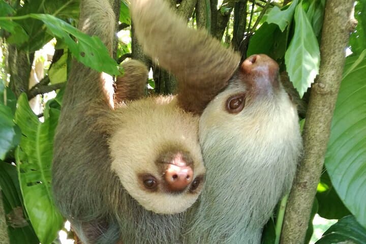La Fortuna Sloth and Bird Walk — Short Rainforest Wildlife Sightseeing photo 3