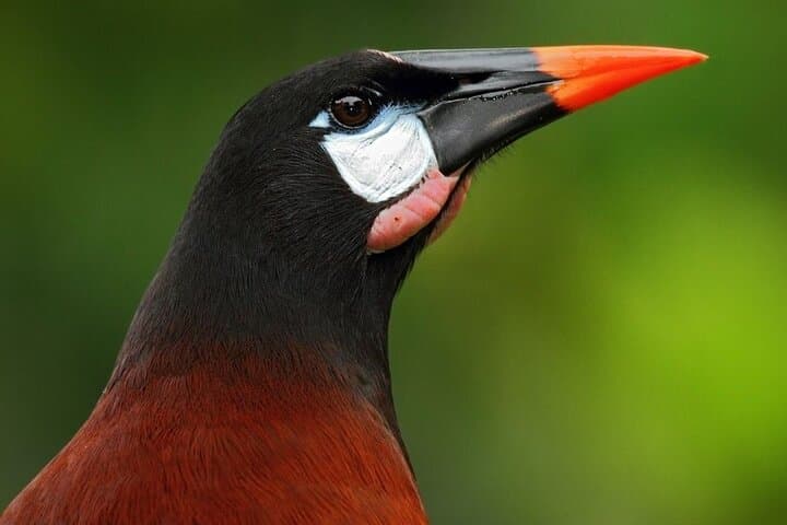 La Fortuna Sloth and Bird Walk — Short Rainforest Wildlife Sightseeing photo 6