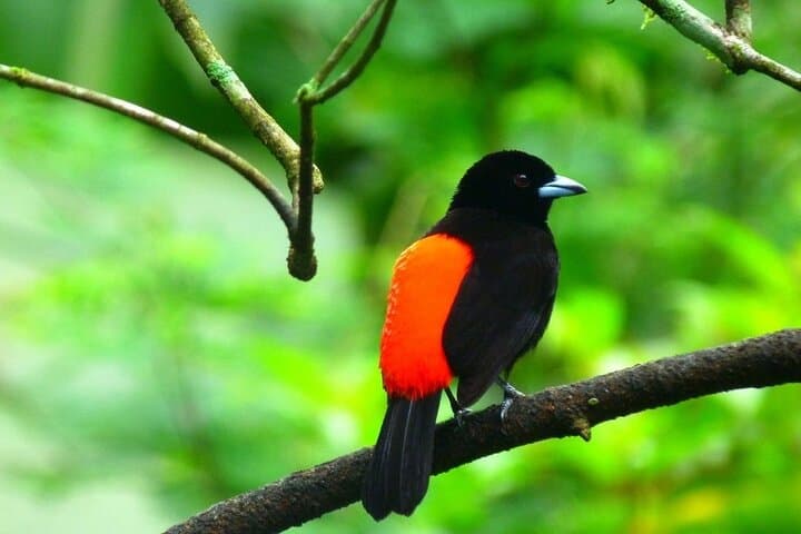 La Fortuna Sloth and Bird Walk — Short Rainforest Wildlife Sightseeing photo 2