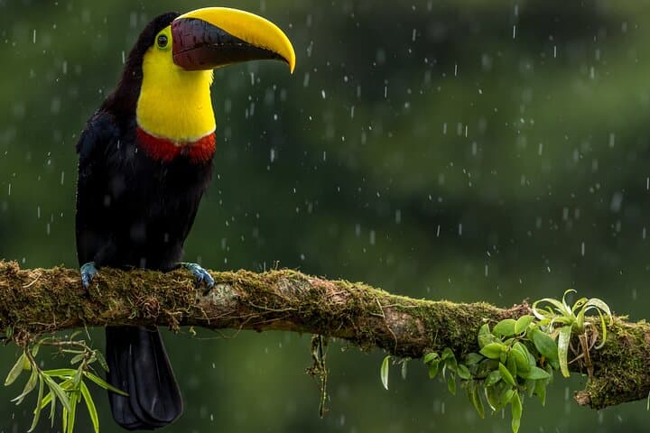 La Fortuna Sloth and Bird Walk — Short Rainforest Wildlife Sightseeing photo 5