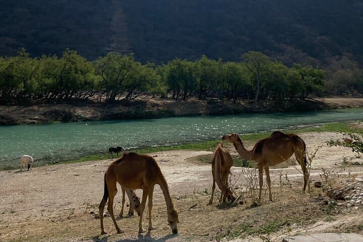 Full-Day East Oman Tour from Salalah — Wadi Darbat, Jebel Samhan & Mirbat photo 2
