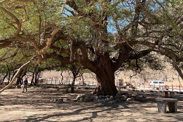 Full-Day East Oman Tour from Salalah — Wadi Darbat, Jebel Samhan & Mirbat photo 6