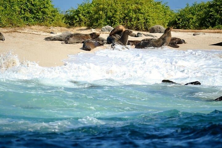 Galapagos Santa Cruz Explorer: 4-Day Wildlife, Lava Tunnels & Snorkel Adventure photo 3