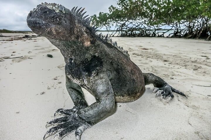 Galapagos Santa Cruz Explorer: 4-Day Wildlife, Lava Tunnels & Snorkel Adventure photo 5