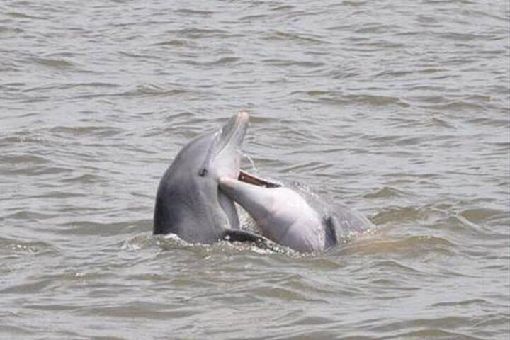 Explore Jekyll Island Dolphin Tours: A Scenic 90-Minute Wildlife Adventure photo 5