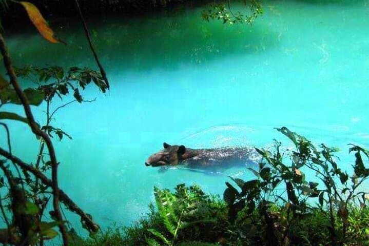 Private Full-Day Rio Celeste Hike from La Fortuna: Waterfall, Volcanic Springs & Wildlife photo 2