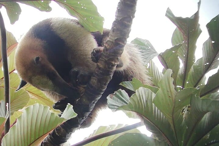 Private Full-Day Rio Celeste Hike from La Fortuna: Waterfall, Volcanic Springs & Wildlife photo 4