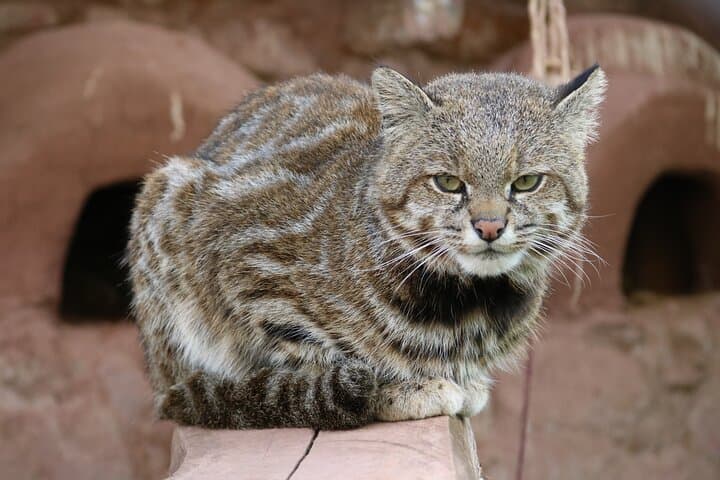 Cusco Animal Rescue Sanctuary: Visit, Volunteer, and Support Native Wildlife photo 6