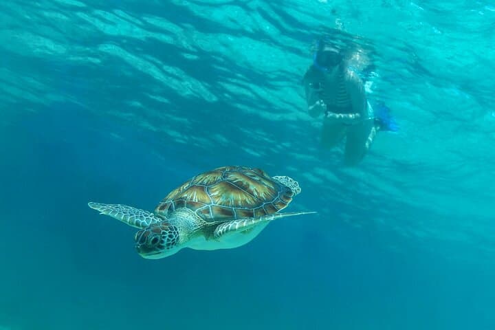 Luxury Half-Day Catamaran Sailing and Snorkeling from Tulum (Open Bar) photo 6