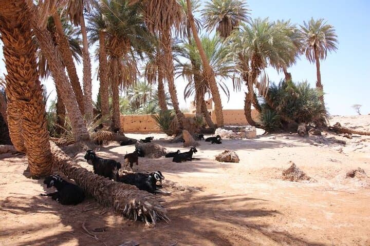 2-Day Private Sahara Tour to the Chegaga Dunes from M'Hamid photo 4