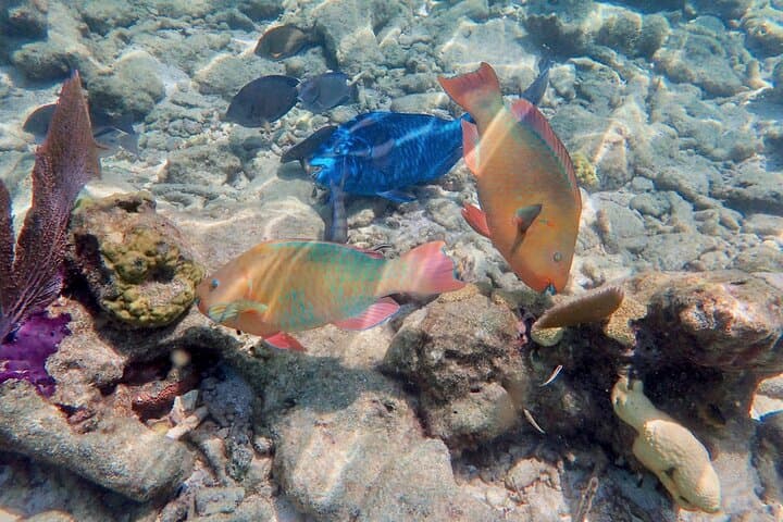 Private Looe Key Snorkel from Big Pine Key — Guided Snorkel on the Great Florida Reef photo 6
