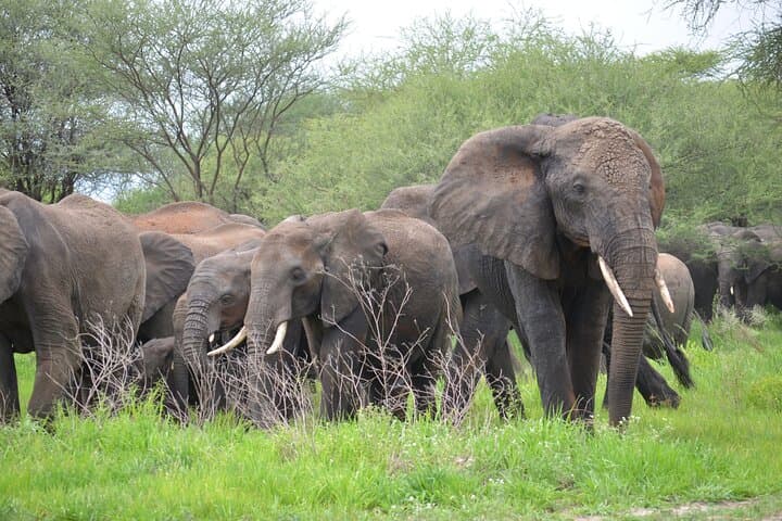 5-Day Serengeti, Tarangire & Ngorongoro Big Five Safari: Lodge and Camping Adventure photo 4