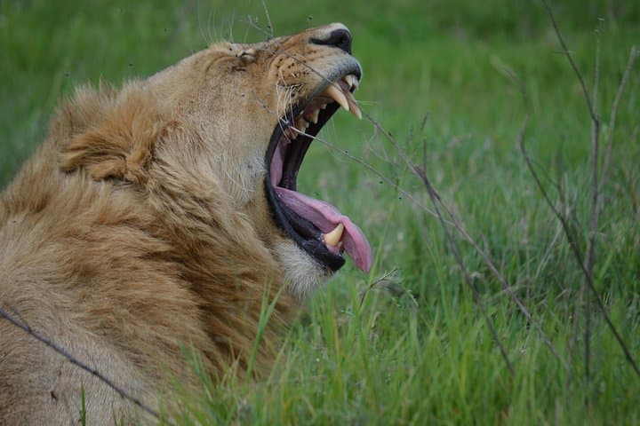 3-Day Safari: Tarangire, Ngorongoro Crater & Lake Manyara photo 4