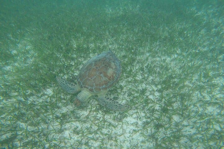 Akumal Turtle Snorkeling from Cozumel — Private 6‑Hour Marine Turtle Experience photo 6