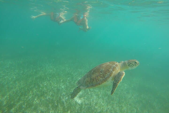 Akumal Turtle Snorkeling from Cozumel — Private 6‑Hour Marine Turtle Experience photo 3