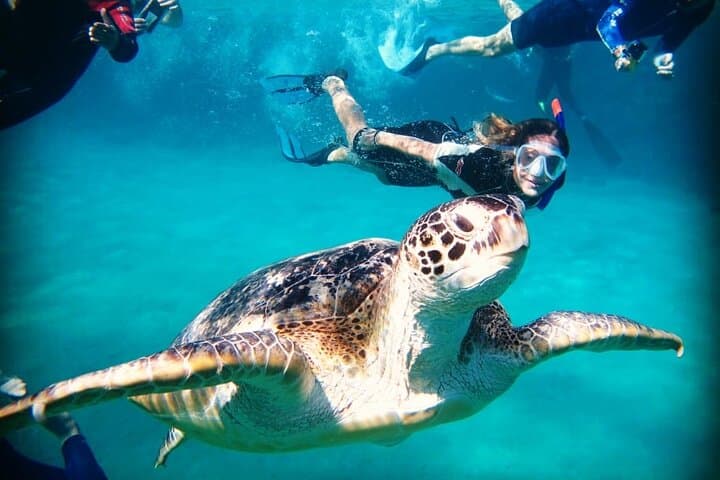 Abu Dabbab Beach Full-Day Snorkel with Turtles near Marsa Alam photo 5