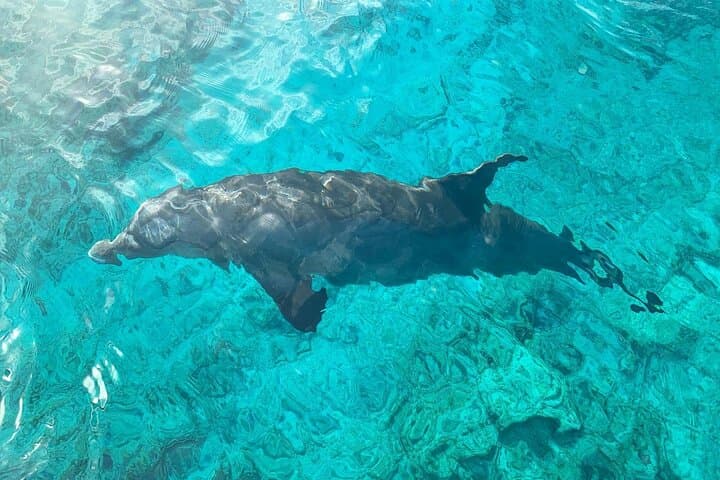 Providenciales Private Half-Day Snorkel & Island Hopping Charter (Afternoon) photo 6