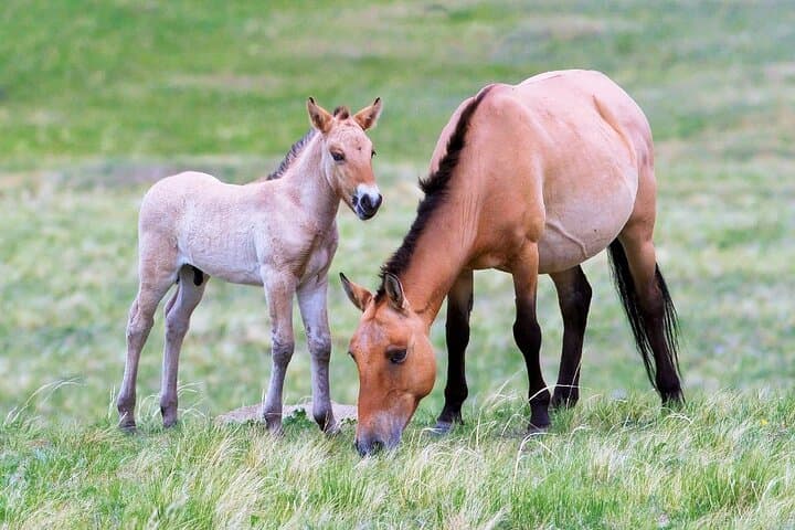 3-Day Private National Parks Tour from Ulaanbaatar — Wild Horses, Gers & Genghis Khan Statue photo 4