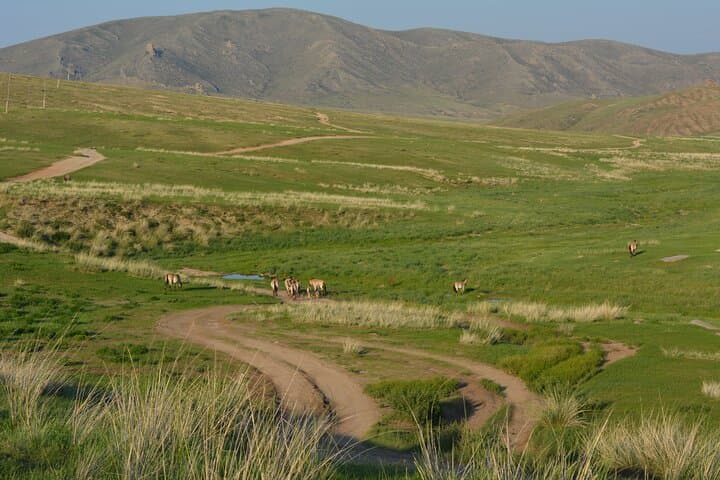 3-Day Private National Parks Tour from Ulaanbaatar — Wild Horses, Gers & Genghis Khan Statue photo 2