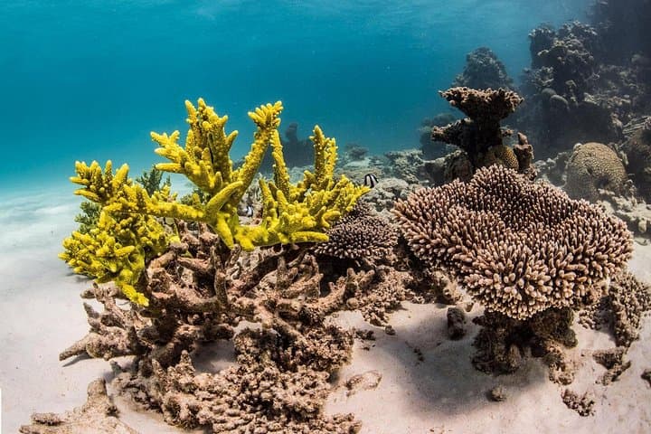 Ningaloo Reef: 2-Hour Coral Viewing and Snorkeling in Coral Bay photo 6