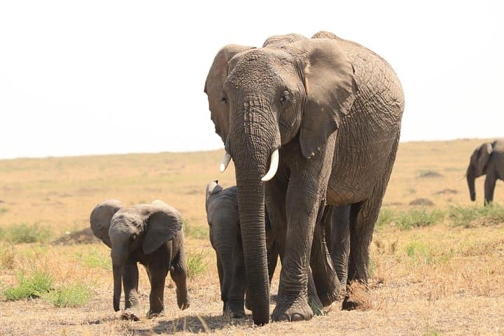 Tarangire National Park Day Safari from Arusha — 1-Day Wildlife Game Drive photo 1