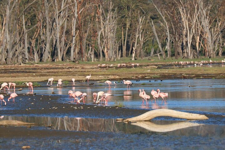 2-Day Tarangire & Lake Manyara Safari — Elephants, Flamingos and Tree-Climbing Lions photo 1