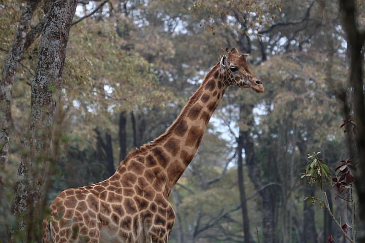 2-Day Tarangire & Lake Manyara Safari — Elephants, Flamingos and Tree-Climbing Lions photo 2