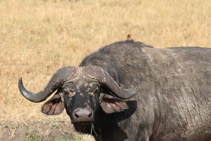 2-Day Tarangire & Lake Manyara Safari — Elephants, Flamingos and Tree-Climbing Lions photo 3
