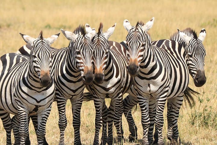 Tarangire National Park Day Safari from Arusha — 1-Day Wildlife Game Drive photo 4