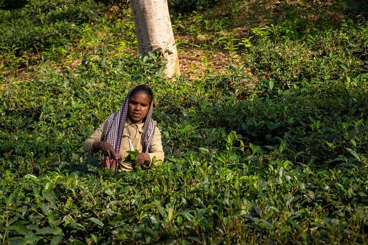 Sreemangal 3-Day Teagarden & Rainforest Tour: Humhum Waterfall, Lawachara, and Teaplantation Walks photo 2